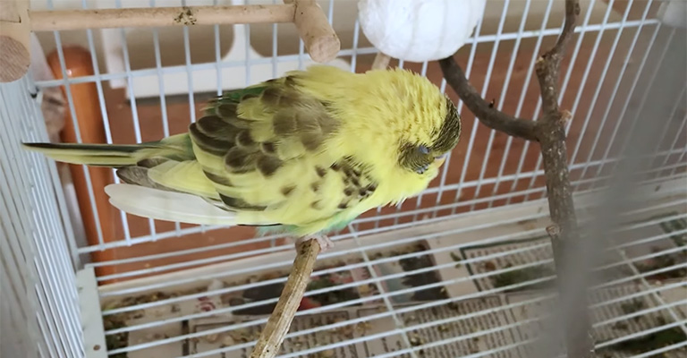 Signs and Symptoms of Sneezing in Budgies