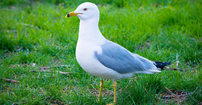 Sleeping Habits and Behaviors of Seagulls