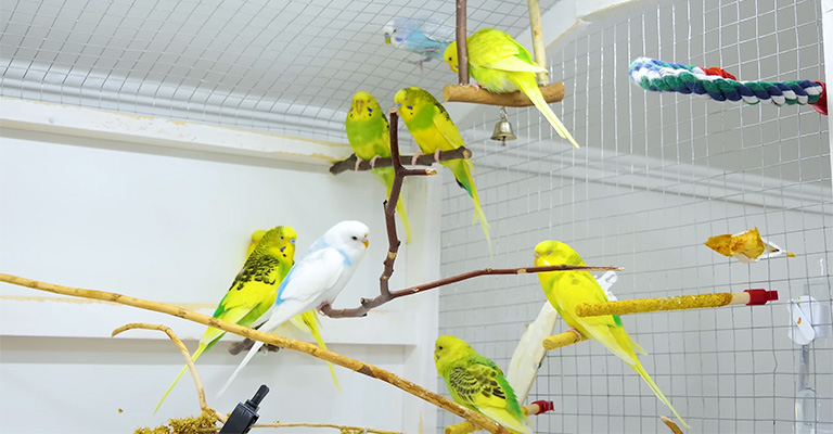 Why Are My Parakeets So Loud in the Morning