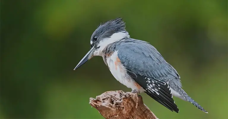 The Adult Female Belted Kingfisher