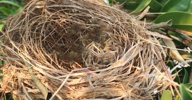 The First Nest Sometimes Being Built on Vegetation-shaded Ground