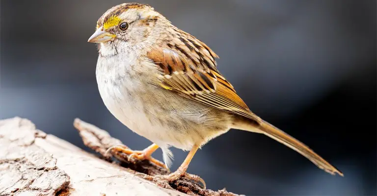 The Importance of Clean Feathers for Sparrows