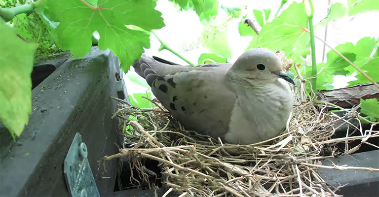 Essential Facts to Know about Mourning Dove Nests