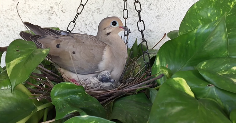 The Nesting Behavior of Mourning Doves