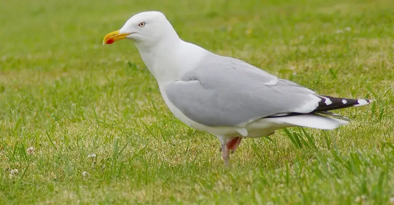 The One-leg Stance of Seagulls
