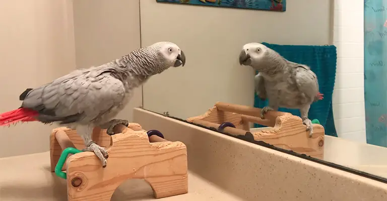 Why Are Mirrors Bad for Birds
