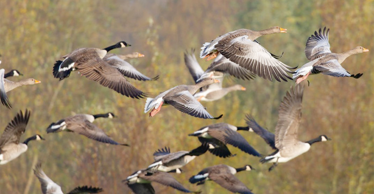 The Role of Thermal Updrafts and Turbulence During the Day