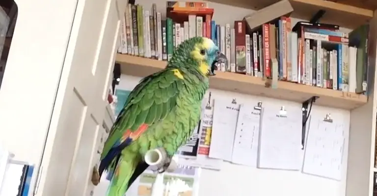 The Role of Yawning in Keeping Parrots Alert
