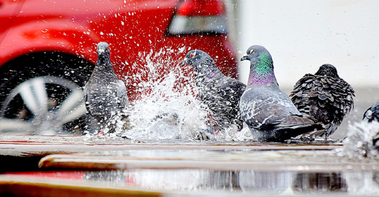 Things to Do When Birds in Their Water Bowls