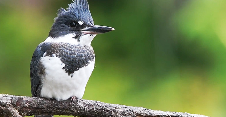 Tips for Identifying Belted Kingfishers’ Gender in the Field