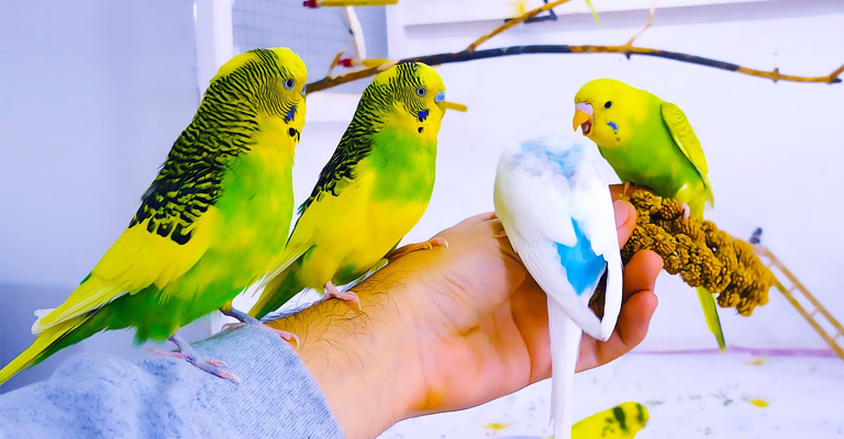 Tips for Parakeet Owners