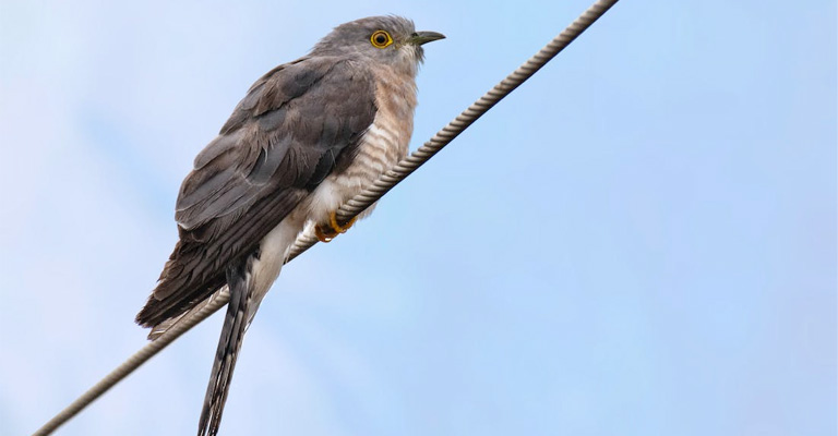 Understanding Bird Behavior on Power Lines