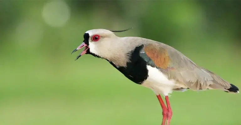 Why does the North American Bird Sounds Like Laughing