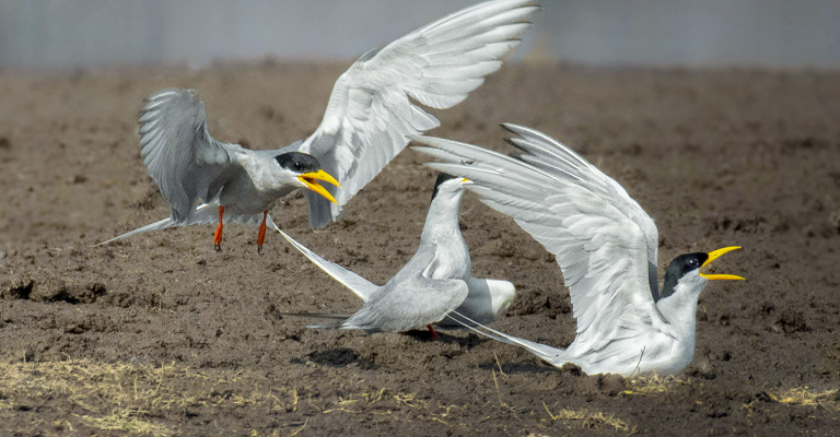 Variations in Wing-spreading Behavior Among Bird Species