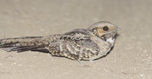 What Bird Sounds Like a Squeaky Toy at Night and Why? - The Worlds