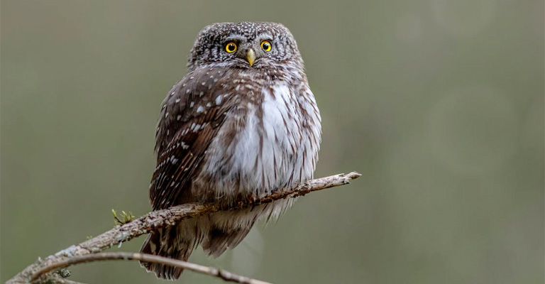 What Bird Sounds Like a Squeaky Toy at Night and Why