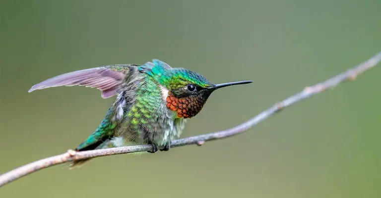 Why Does Hummingbird Breathing Heavy