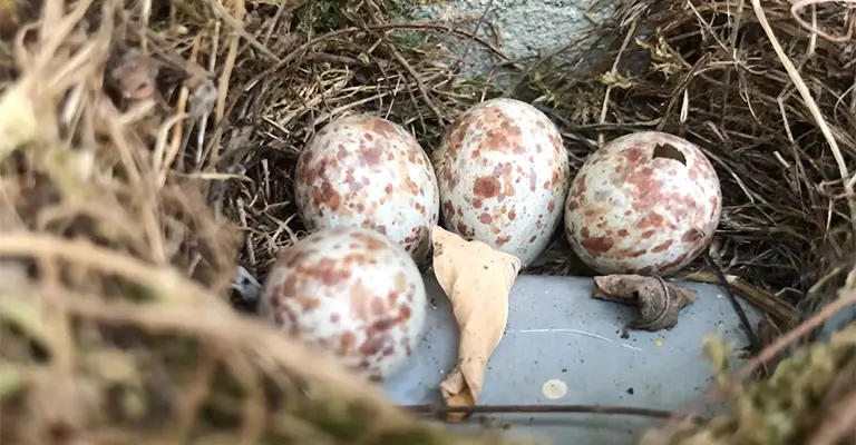 What to Do With Abandoned Bird Eggs