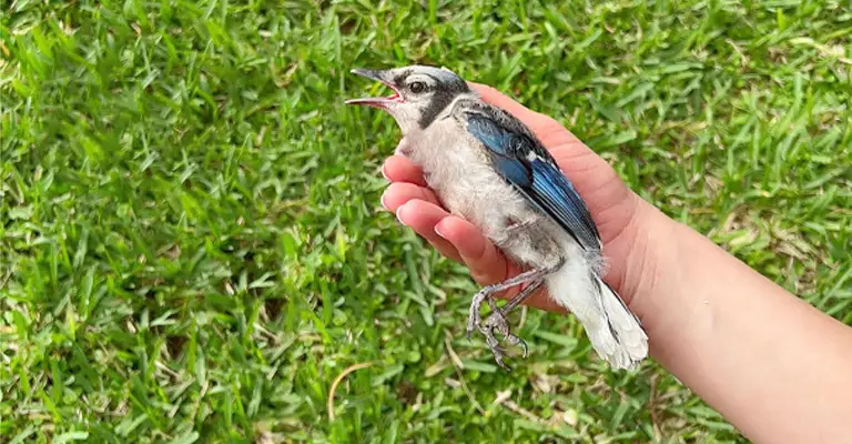 What to Do With an Injured Bird in My Yard? : Adult bird 