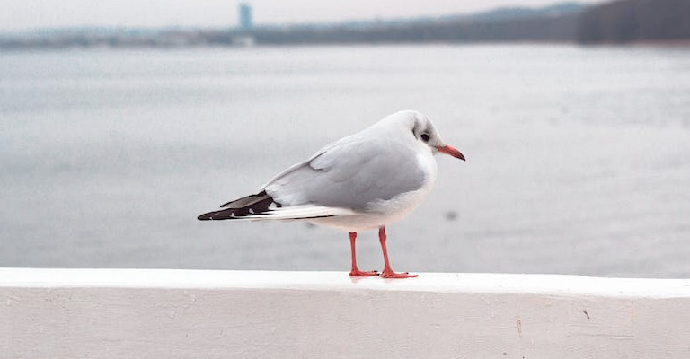 Where Do Seagulls Sleep- Location, Habits, and Behavior (Are They Nocturnal)