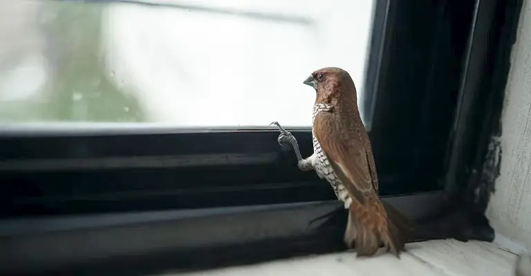 Why Do Birds Peck at Windows?