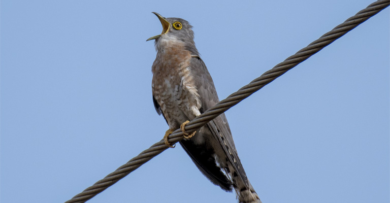 Birds Sit on Power Lines