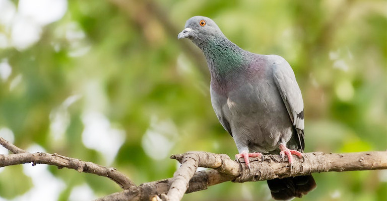 Why Do Birds Wiggle Their Heads