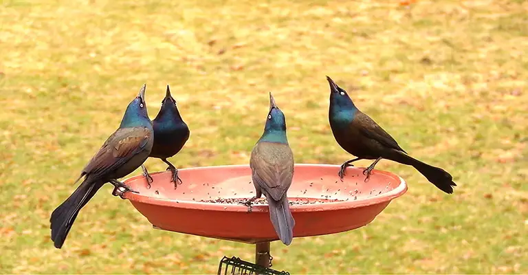 Why Do Grackles Puff Up
