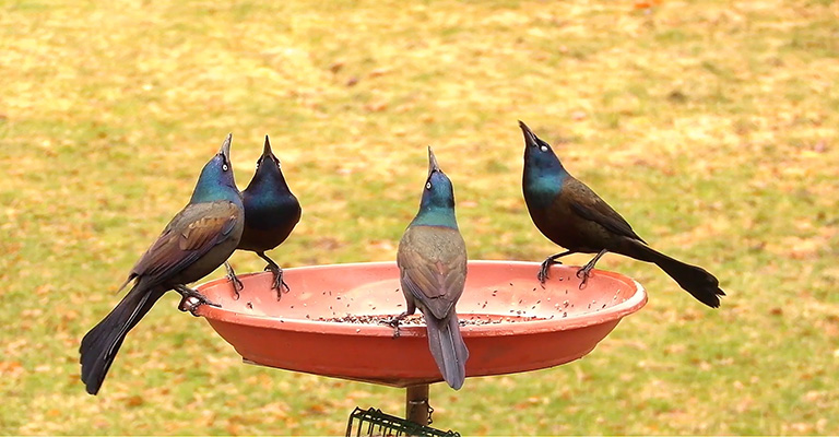 Why Do Grackles Puff Up