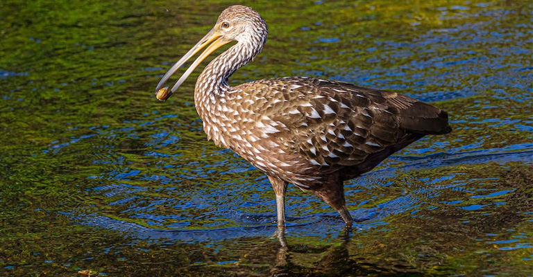 Why Do Limpkins Scream All Night?