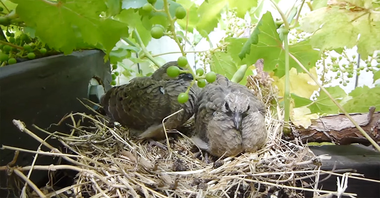 Why Do Mourning Doves Abandon Their Babies