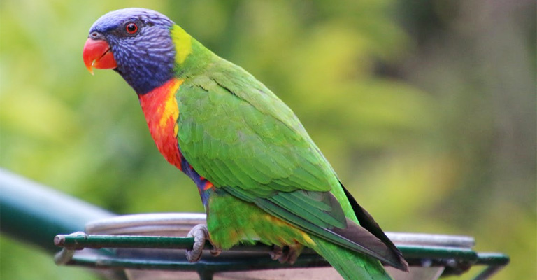 Why Do Parrots Yawn