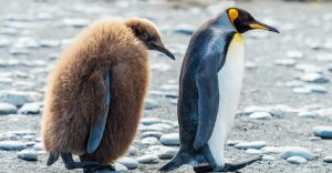 Why Do Penguins Have Feathers? - The Worlds Rarest Birds