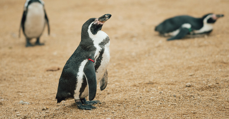 Why Do Penguins Have Feathers?