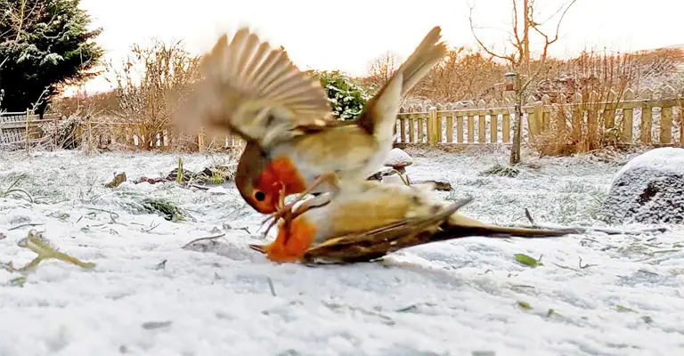 Why Do Robins Fight Each Other