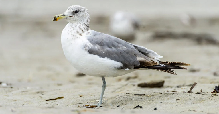 Why Do Seagulls Stand on One Leg