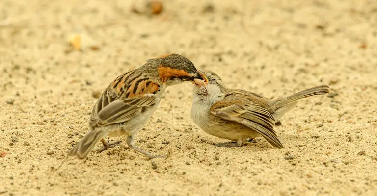 Sparrows Roll in Dirt