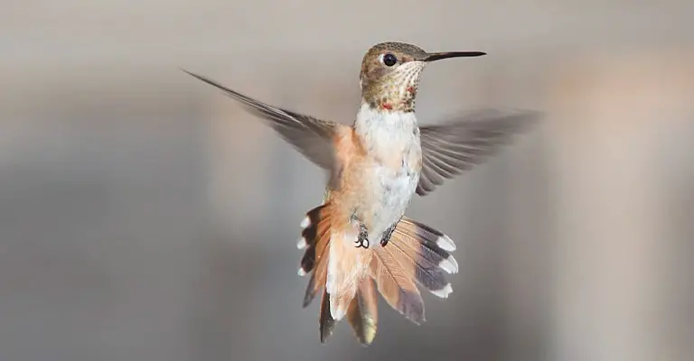 Why Does Hummingbird Breathing Heavy