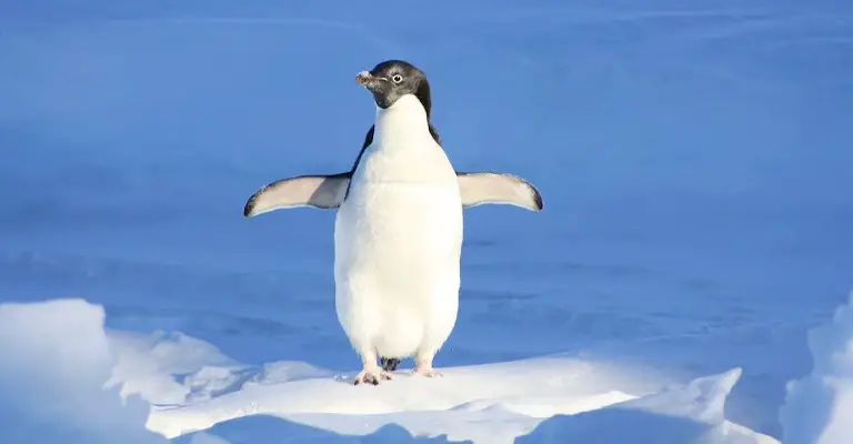 Why Penguins Are Birds?