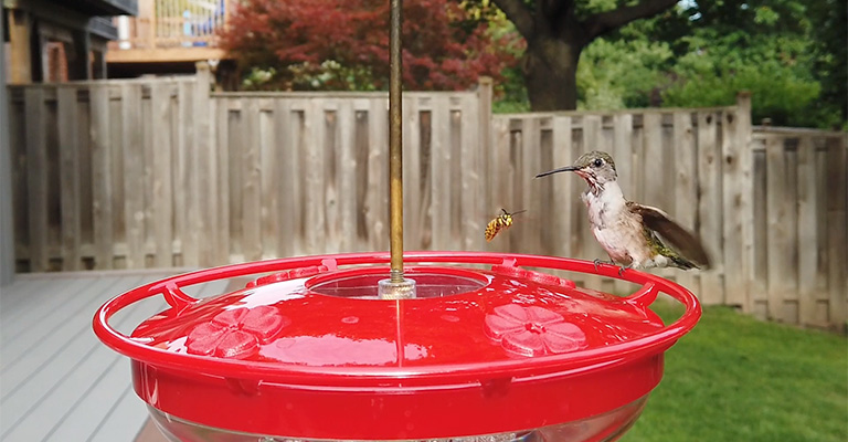 Why Wasps Are Attracted to Hummingbird Feeders