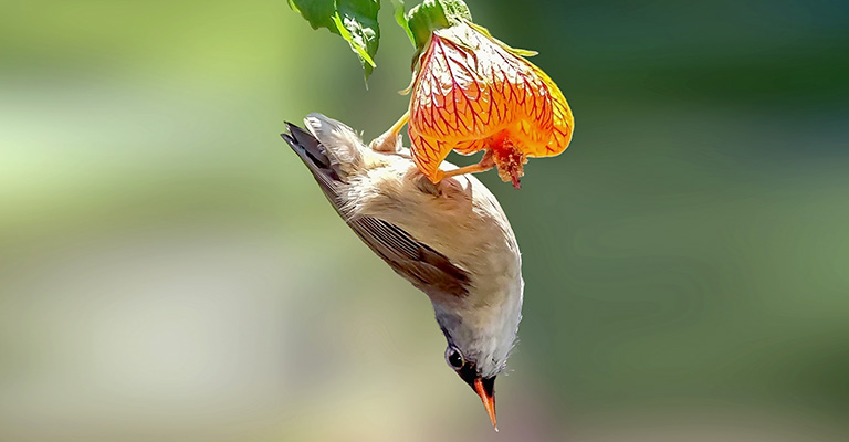 Why Would a Hummingbird Hang Upside Down