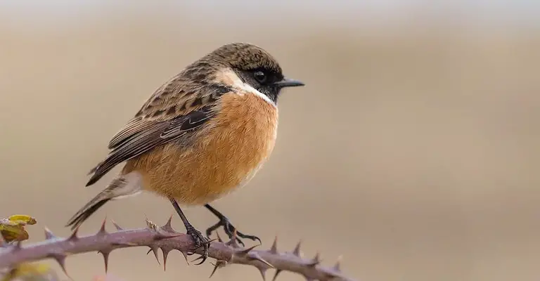 Why does the North American Bird Sounds Like Laughing
