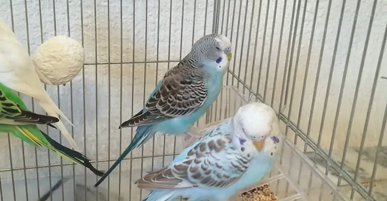 Why is My Budgie Sneezing