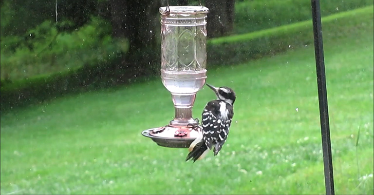Woodpecker Feeding Habits and Preferences