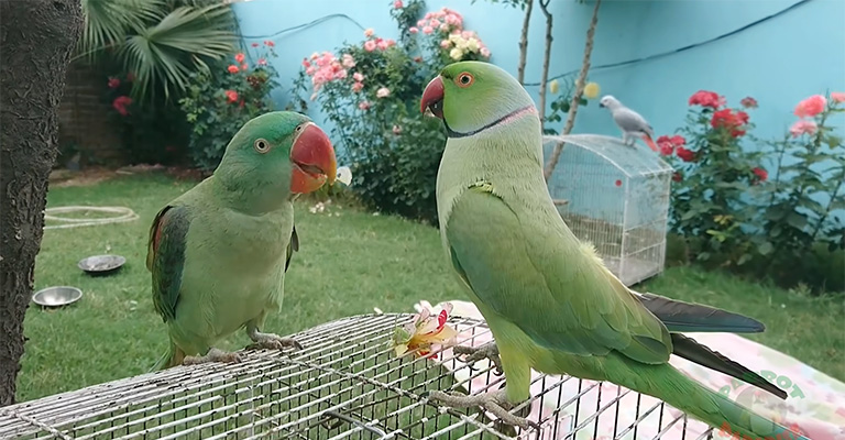 Yawning in Parrots: Differences between Frequent and Regular Yawing