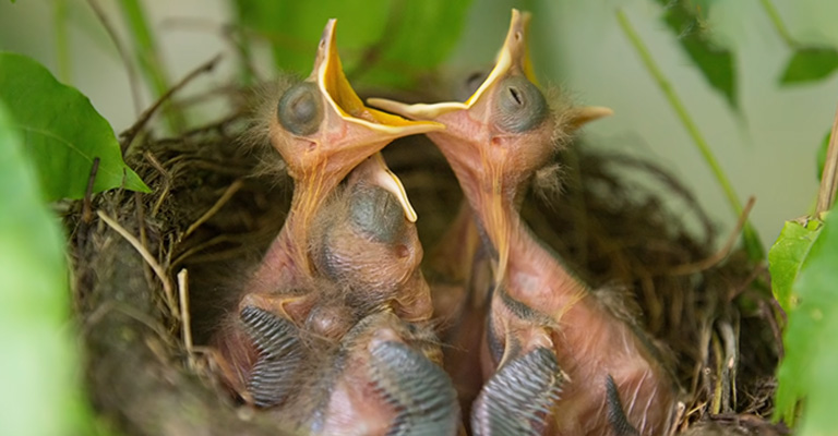 Baby Birds Might Want Attention