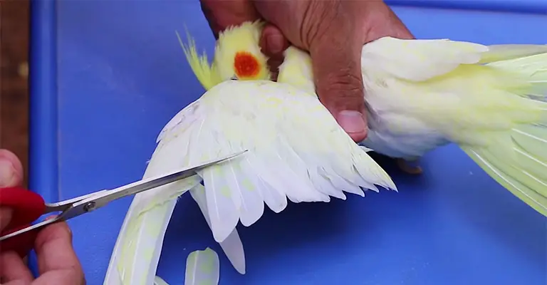 Bird Behavior After Wing Clipping