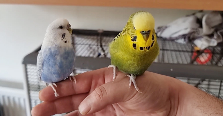 Budgie Foot Not Gripping- Causes