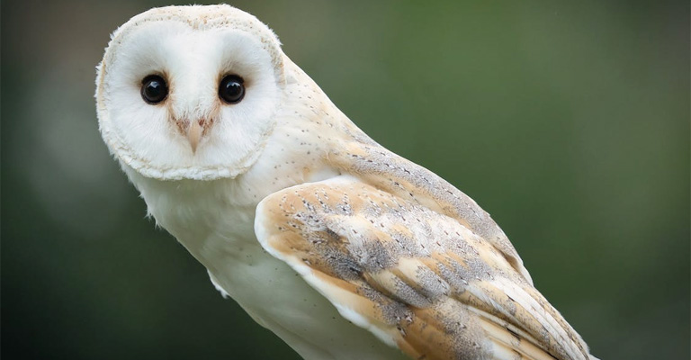 Chinese Symbolism of an Owl in Feng Shui