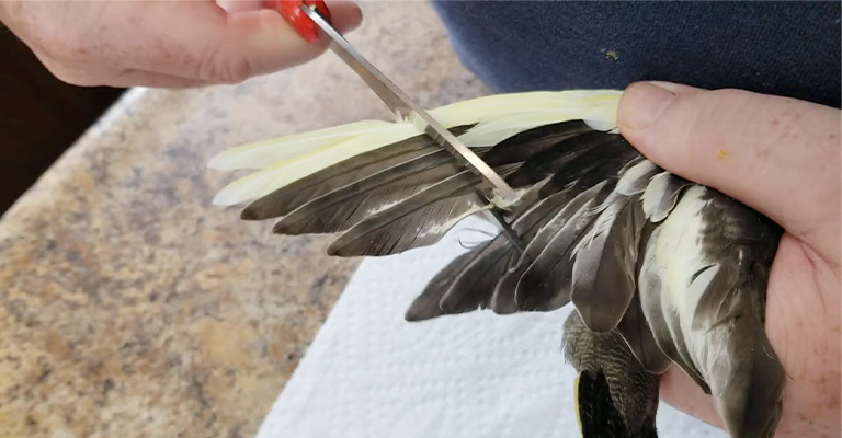 Clipping the wings of cockatiel